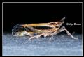 Delphax sp.